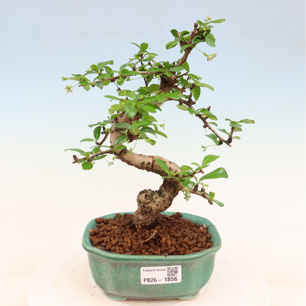 Bonsaï de chambre - Carmona macrophylla - Tea fuki