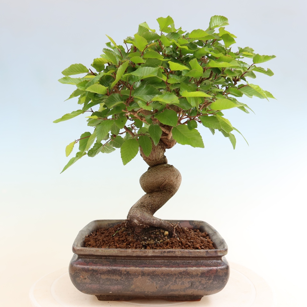Bonsaï d'extérieur -Carpinus Coreana - Charme de Corée