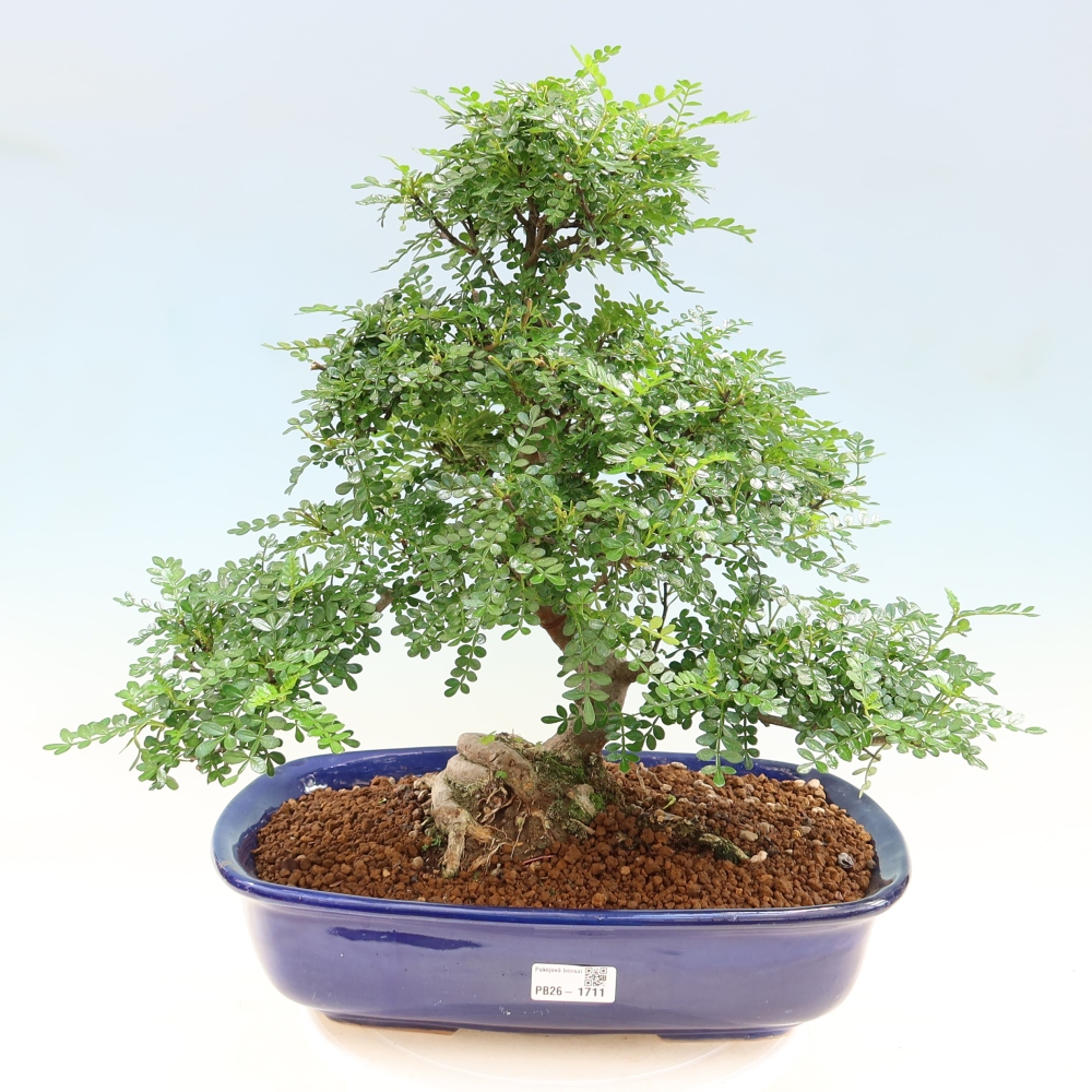 Salle bonsaï - Zantoxylum piperitum - arbre à poivre