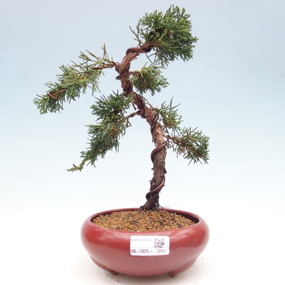 Bonsaï d'extérieur - Juniperus chinensis Kishu