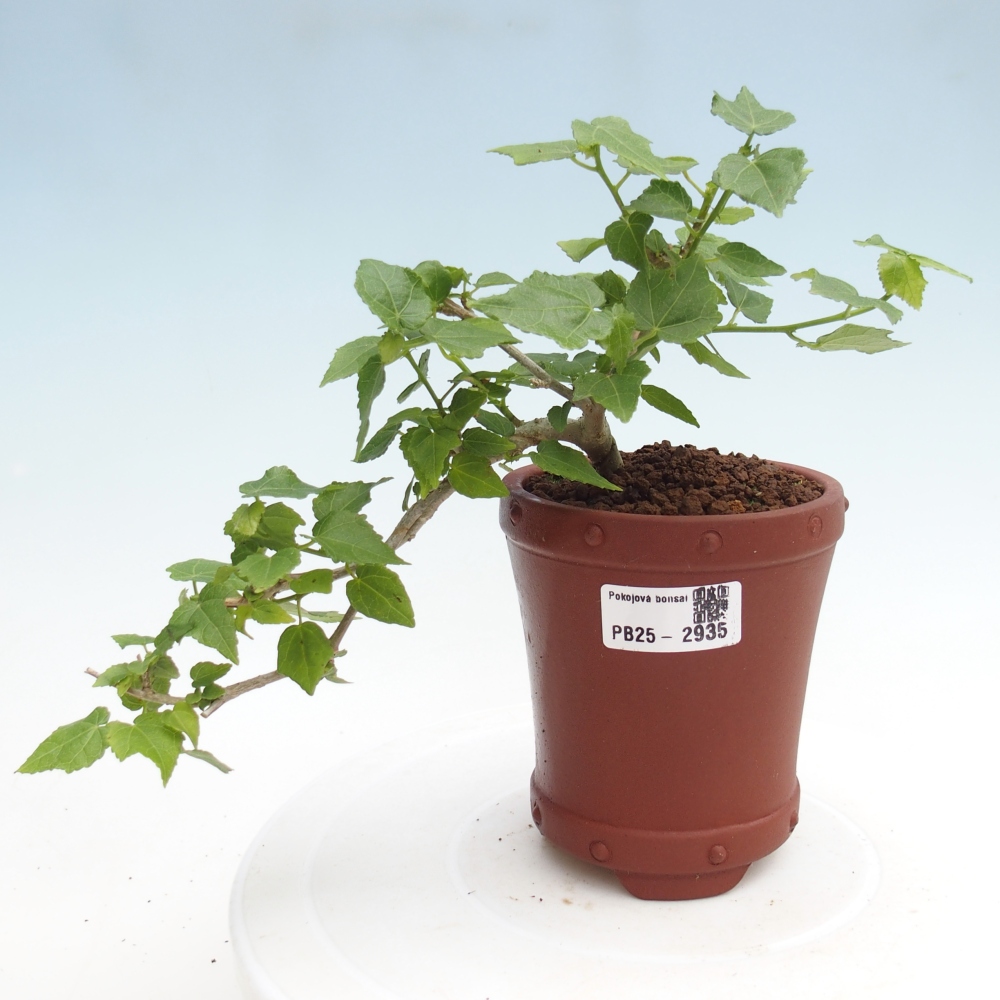 Bonsaï d'intérieur - Malvaviscus arboreus