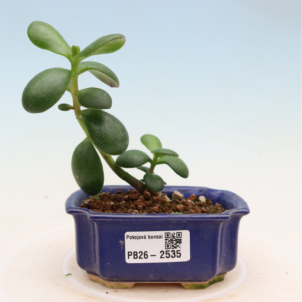 Bonsaï de chambre - Portulakaria Afra - Tlustice