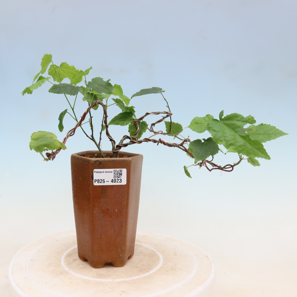 Bonsaï d'intérieur - Abutilon Big Bell - Cloudberry