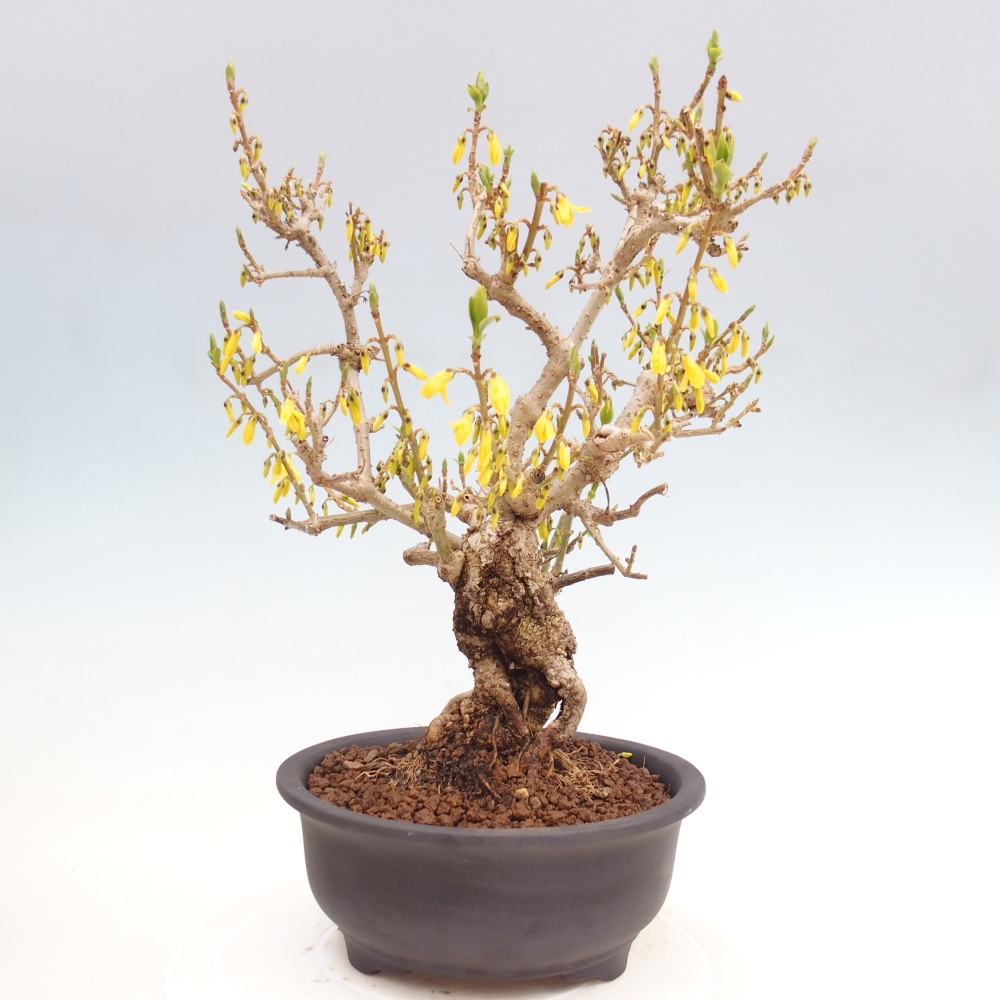 Bonsaï d'extérieur - Zlatice - Forsythia koreana