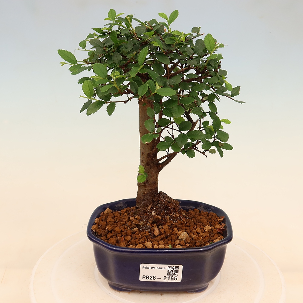 Bonsaï de chambre - Ulmus parvifolia - Orme à petites feuilles