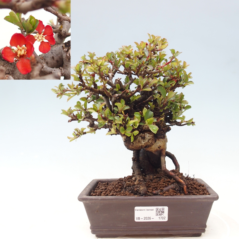 Bonsaï d'extérieur - Chaneomeles speciosa - Coing