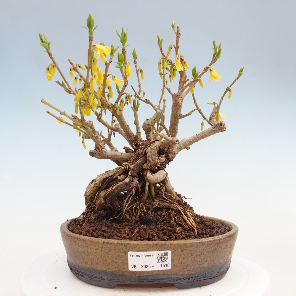 Bonsaï d'extérieur - Zlatice - Forsythia koreana