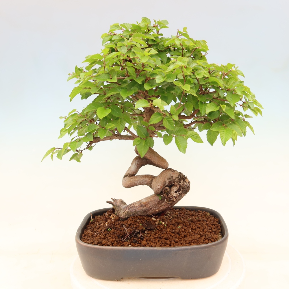 Bonsaï d'extérieur -Carpinus Coreana - Charme de Corée