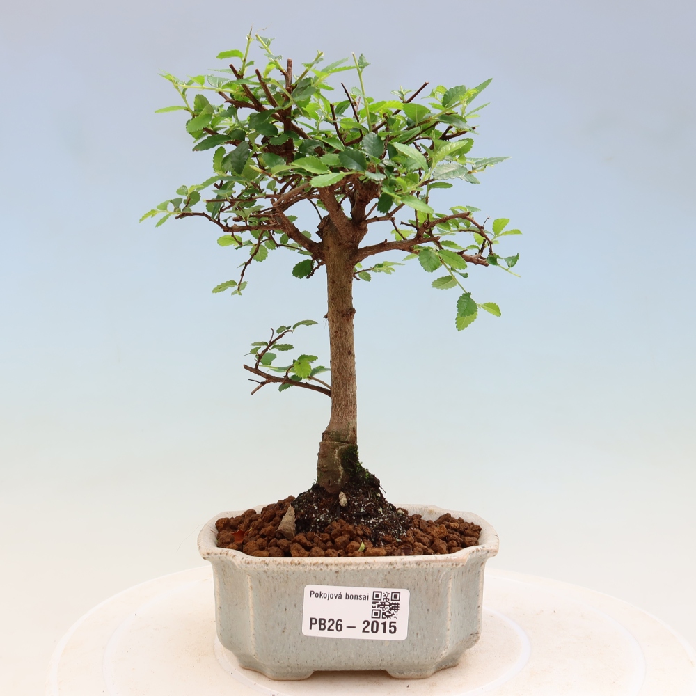 Bonsaï de chambre - Ulmus parvifolia - Orme à petites feuilles