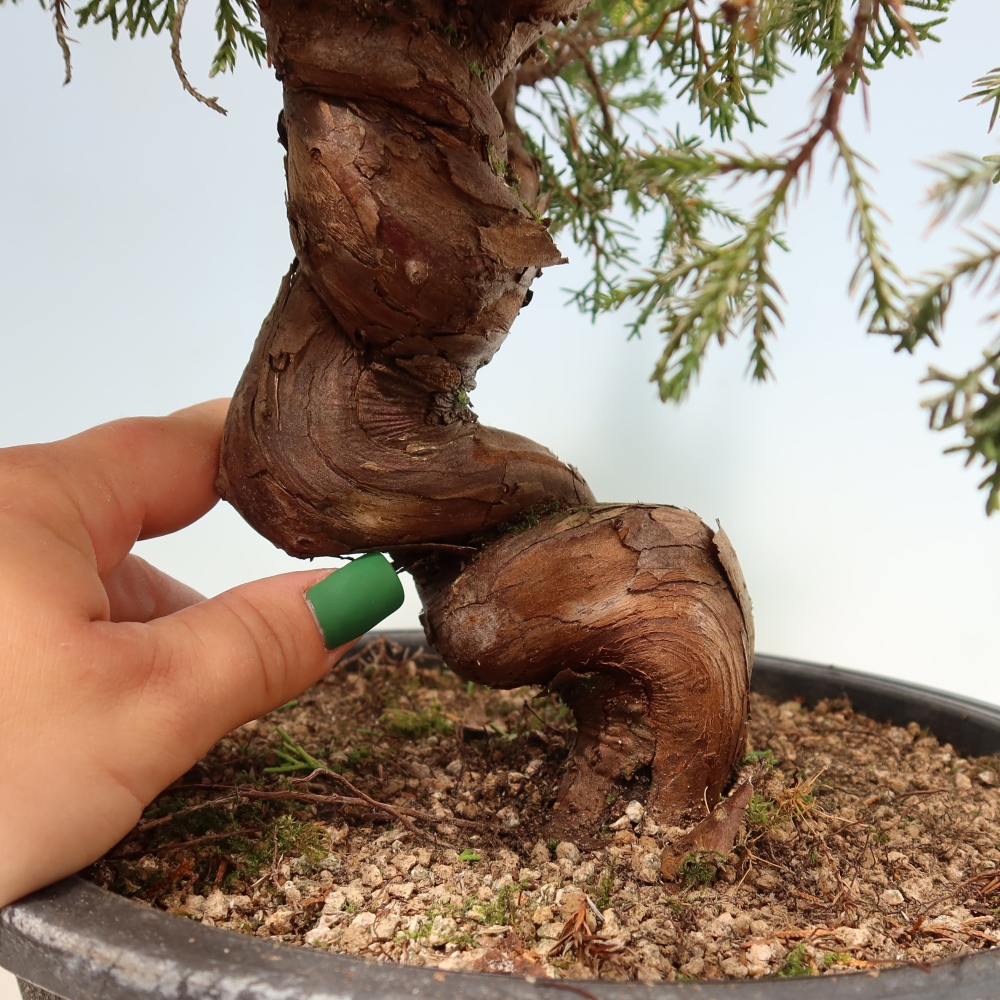 Bonsaï d'extérieur - Juniperus chinensis Itoigawa-Juniperus chinensis