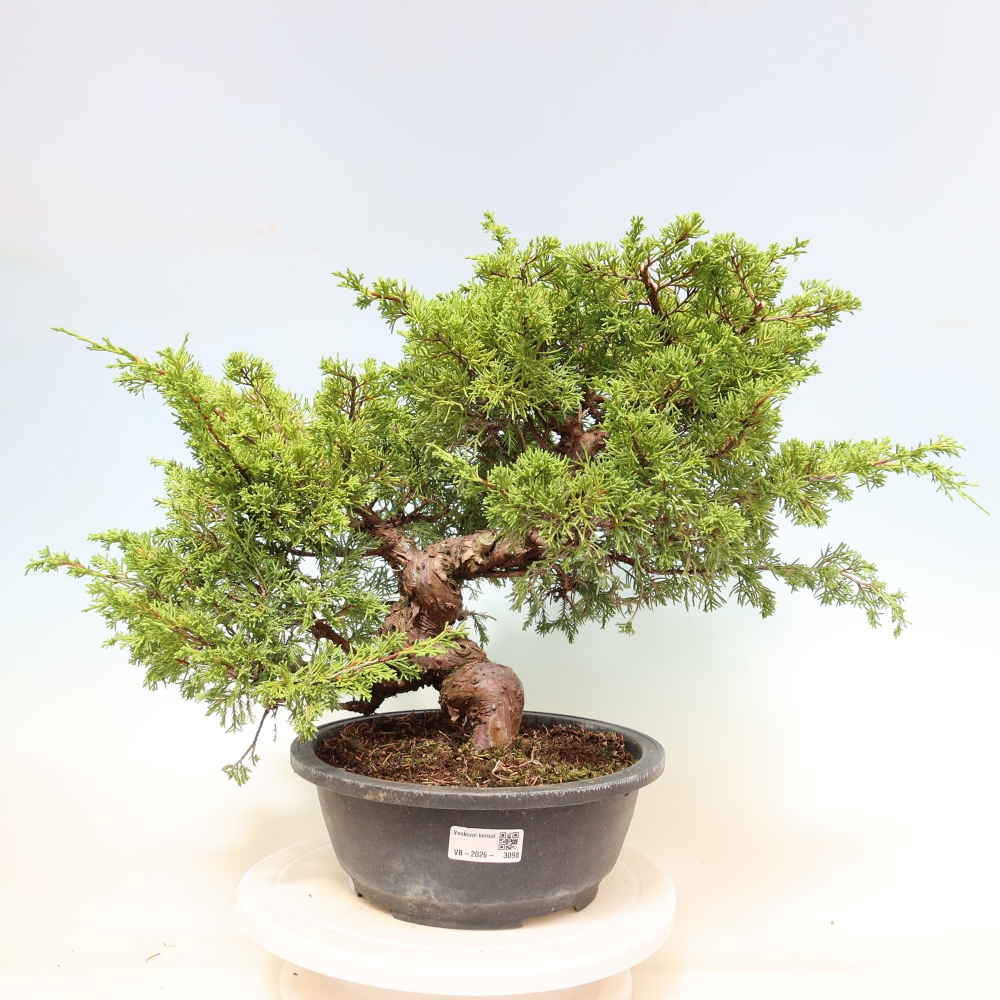 Bonsaï d'extérieur - Juniperus chinensis Itoigawa-Juniperus chinensis