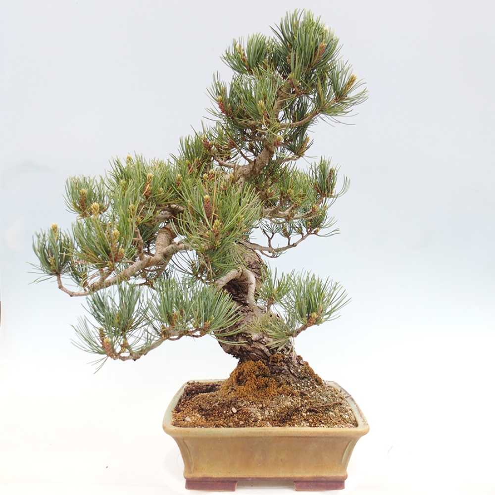 Bonsaï d'extérieur - Pinus parviflora - Pinus parviflora