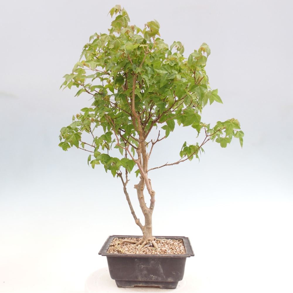Bonsaï d'extérieur - Acer Buergerianum - Burger Maple