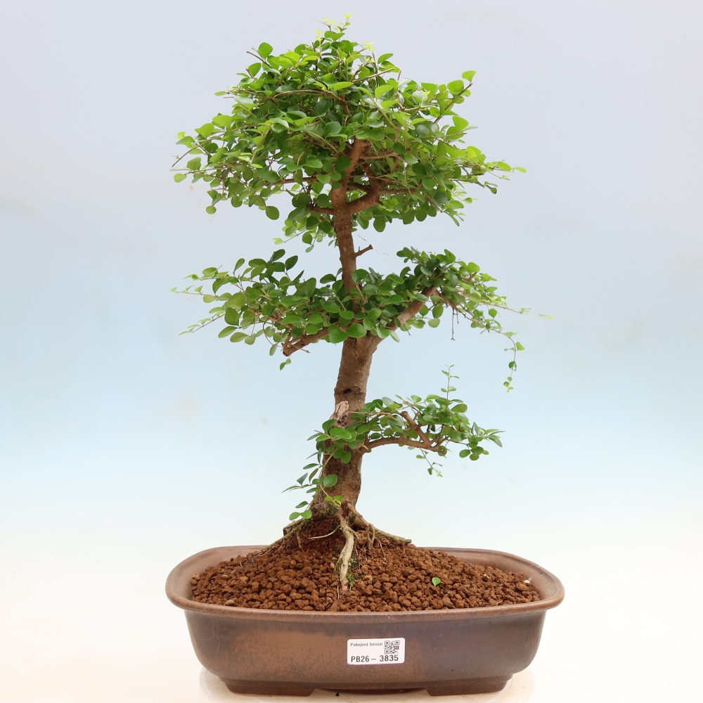 Bonsaï de chambre -Ligustrum retusa - bec d'oiseau à petites feuilles