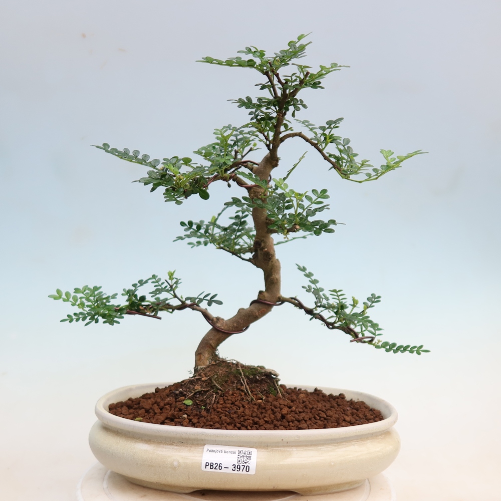 Salle bonsaï - Zantoxylum piperitum - arbre à poivre