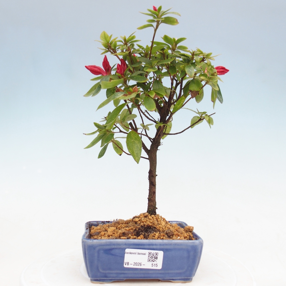 Bonsaïs d'extérieur - Azalée japonaise - Azalea sp.