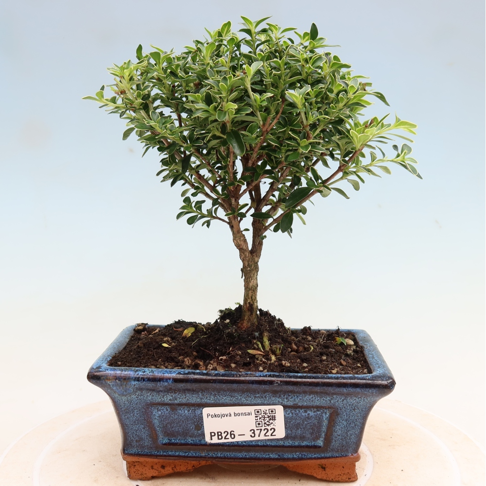 Salle bonsaï - Serissa foetida Variegata - Arbre aux mille étoiles