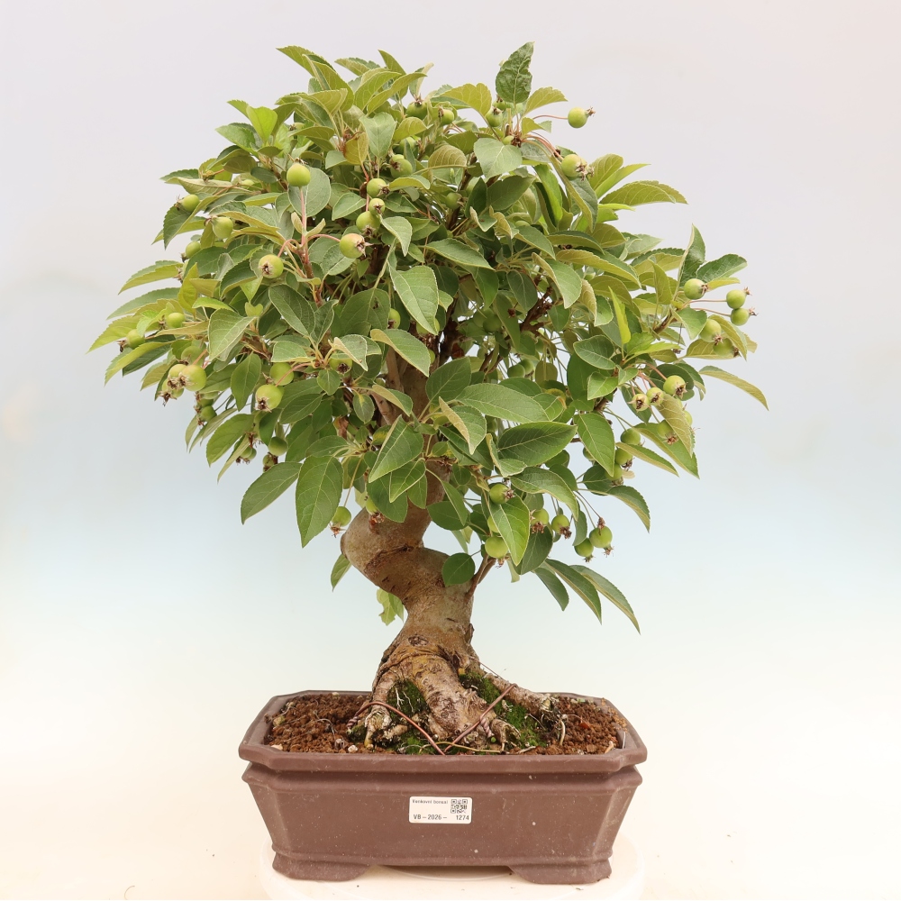 Bonsaï d'extérieur -Malus halliana - Pommier à petits fruits