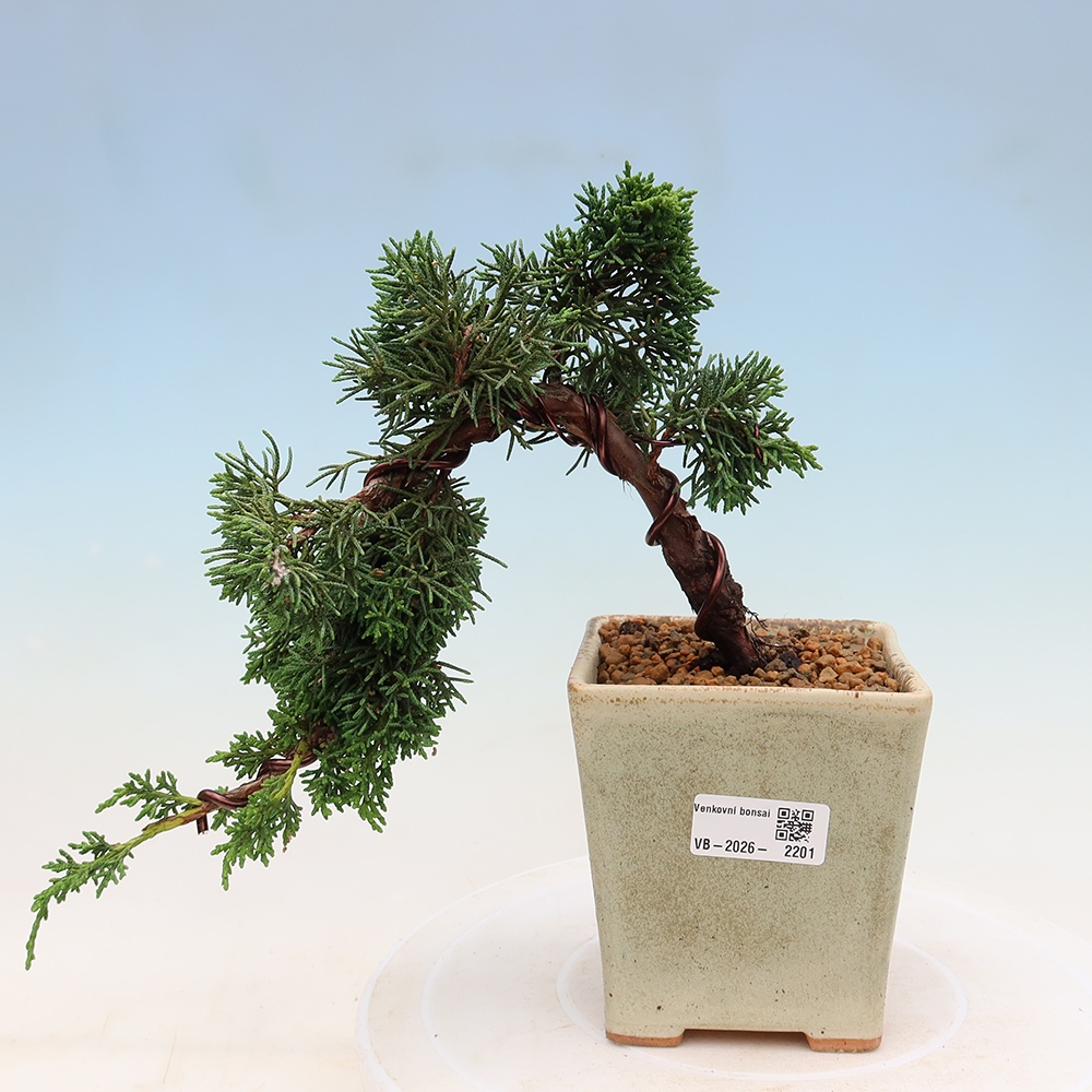 Bonsaï d'extérieur - Juniperus chinensis Kishu