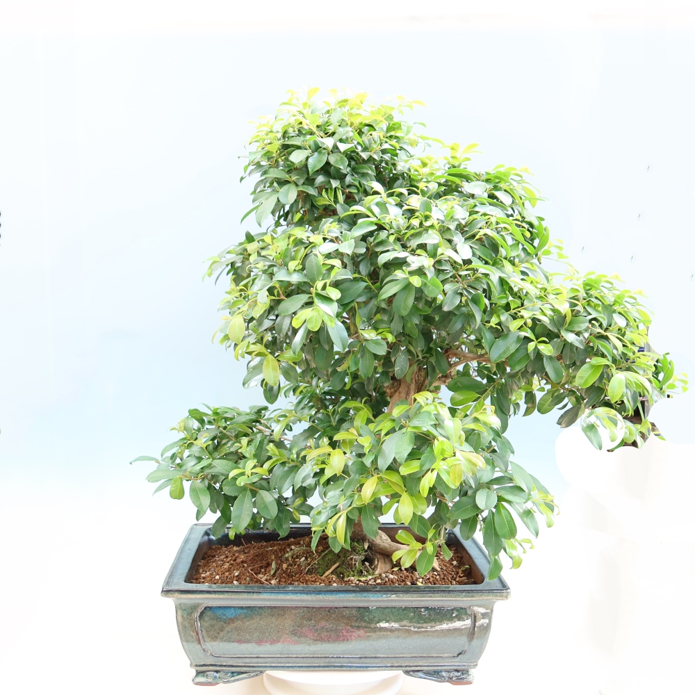 Salle bonsaï - Cerisier australien - Eugenia uniflora