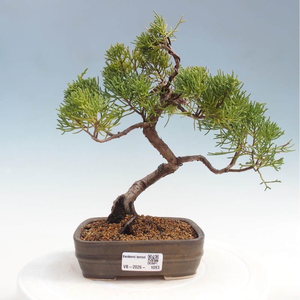 Bonsaï d'extérieur - Juniperus chinensis Kishu