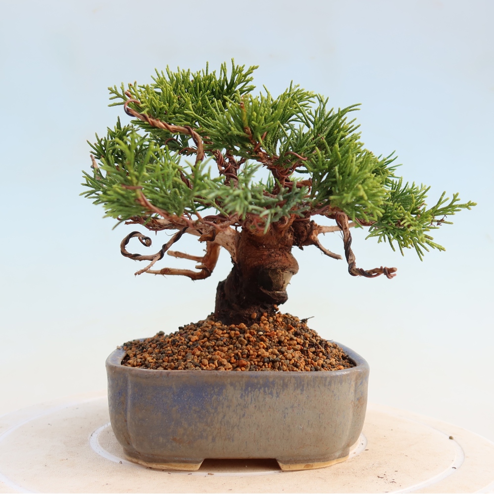 Bonsaï d'extérieur - Juniperus chinensis Itoigawa