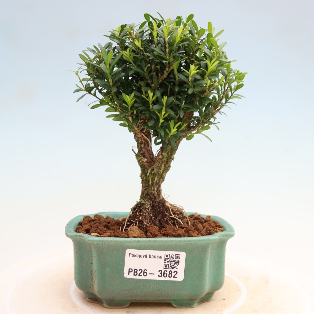 Bonsaï de chambre - Buxus harlandii - buxus liège