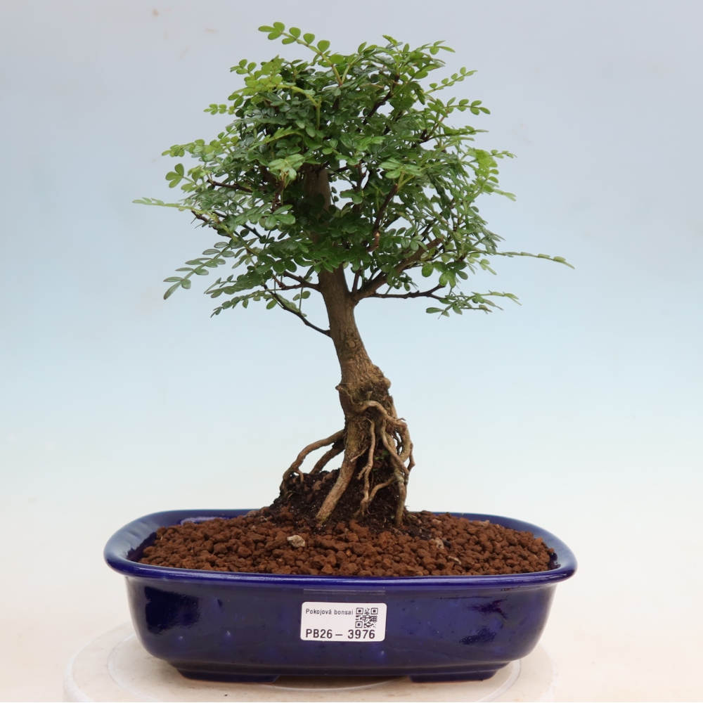 Salle bonsaï - Zantoxylum piperitum - arbre à poivre