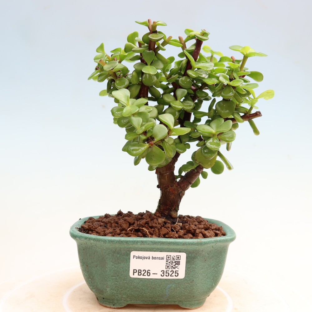 Bonsaï de chambre - Portulakaria Afra - Tlustice