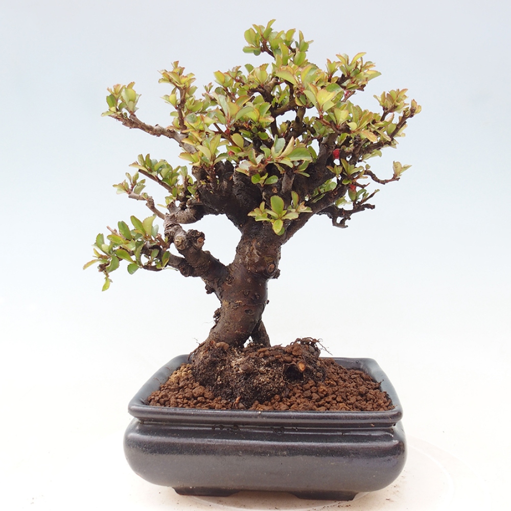 Bonsaï d'extérieur - Chaneomeles speciosa - Coing