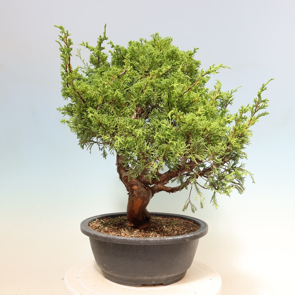 Bonsaï d'extérieur - Juniperus chinensis Itoigawa-Juniperus chinensis