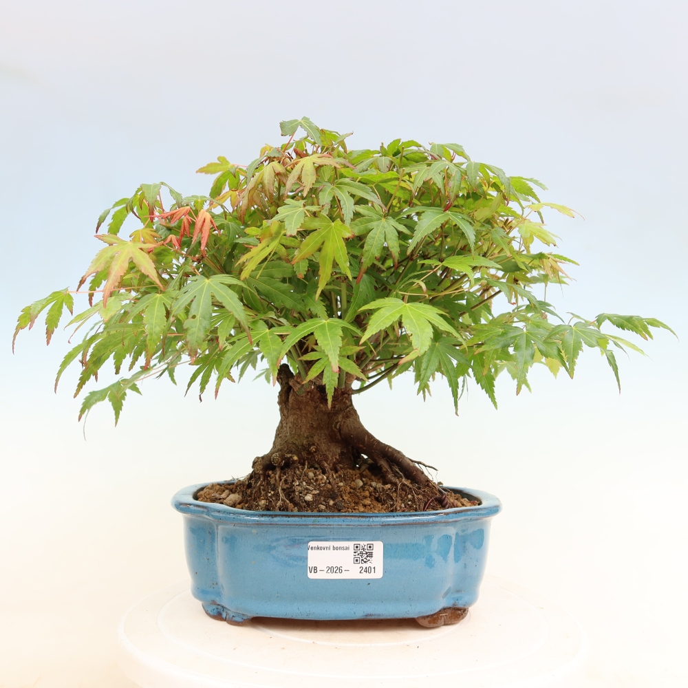 Bonsaï d'extérieur - Maple Burger - Acer Burgerianum