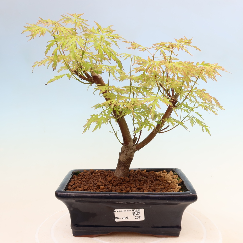 Bonsaï d'extérieur - Acer palmatum Dissectum