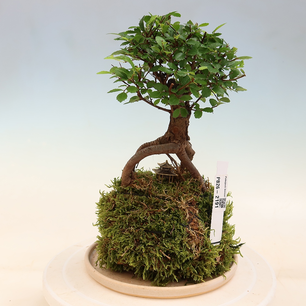 Kokedama avec soucoupe - Ulmus parvifolia - orme à petites feuilles