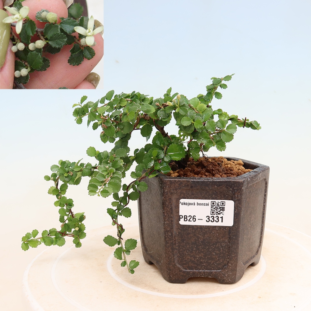 Bonsaï de chambre - Grewia sp. - Grewia malafolia