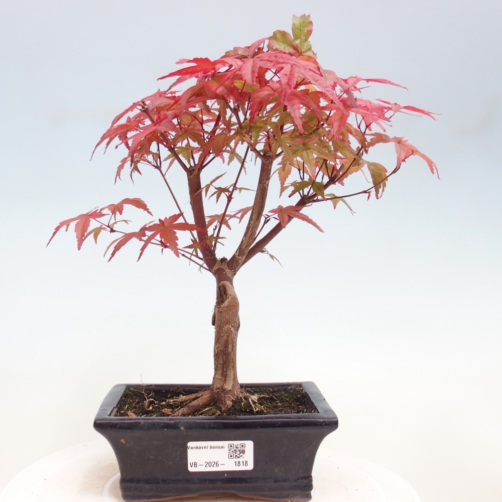 Bonsaï d'extérieur - Acer palmatum DESHOJO