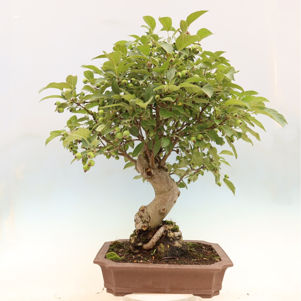Bonsaï d'extérieur -Malus halliana - Pommier à petits fruits