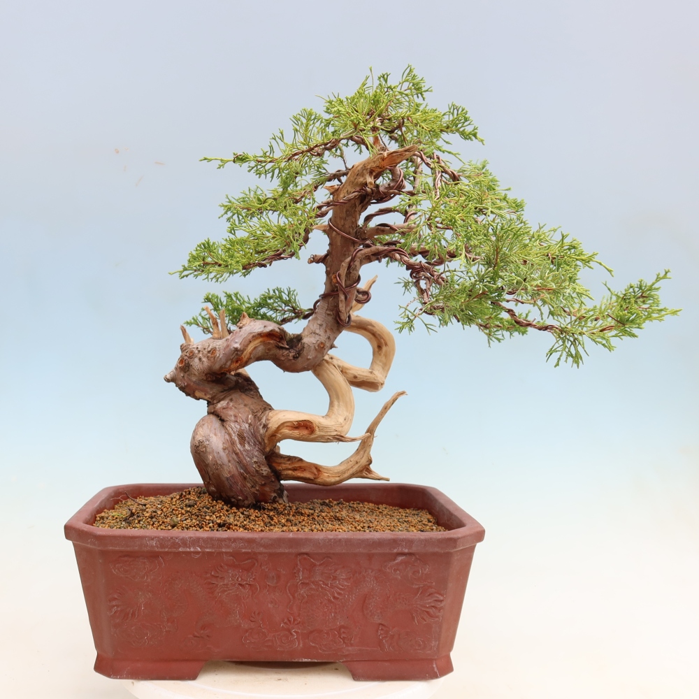 Bonsaï d'extérieur - Juniperus chinensis Itoigawa-Juniperus chinensis