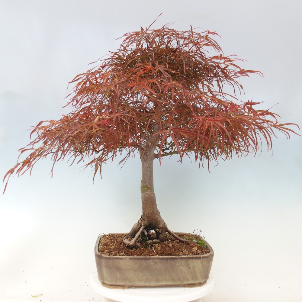 Bonsaï d'extérieur - Acer palmatum RED PYGMY
