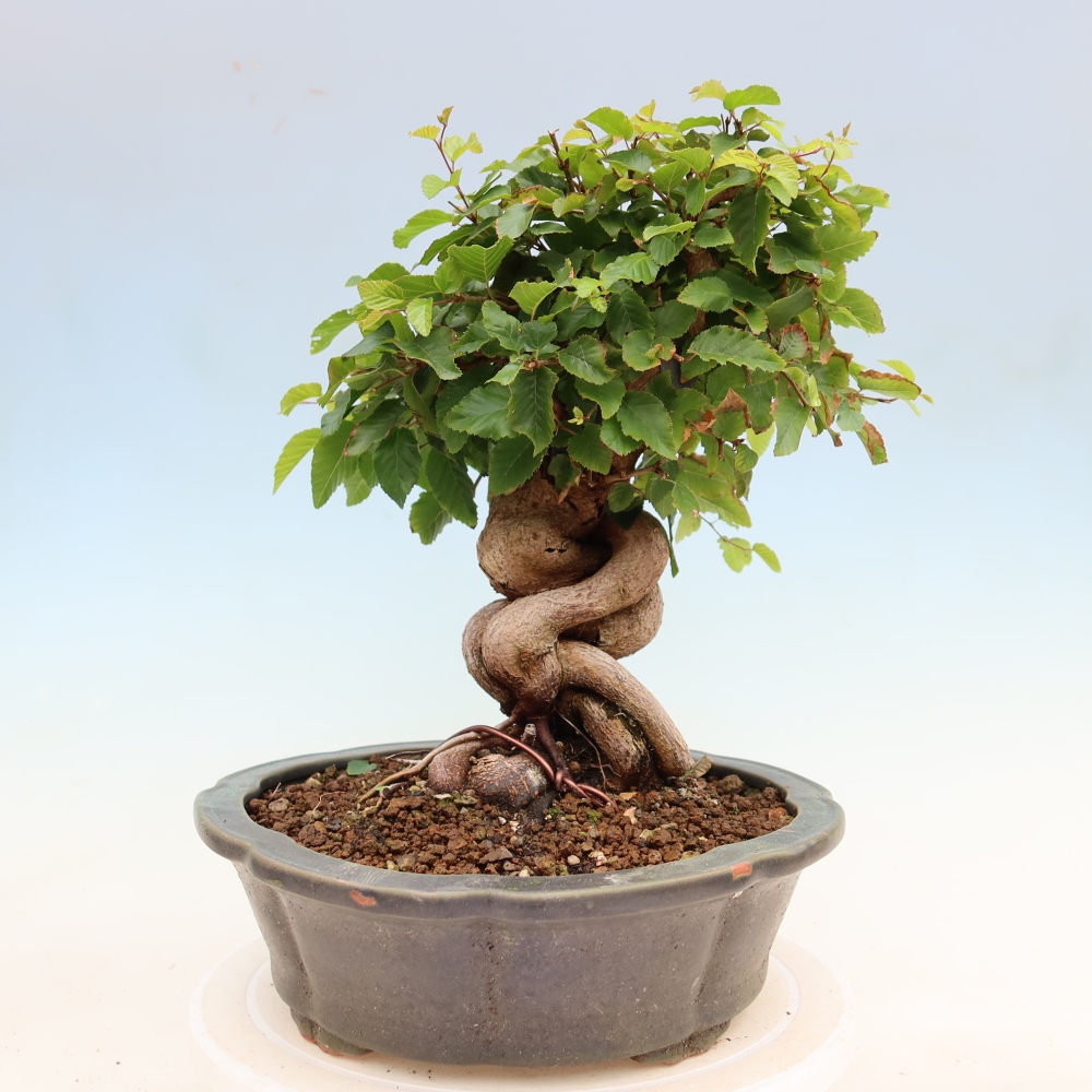 Bonsaï d'extérieur -Carpinus Coreana - Charme de Corée