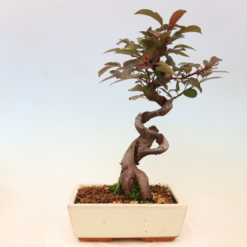 Bonsaï d'extérieur -Malus domestica - Pommier à petits fruits et à feuilles rouges