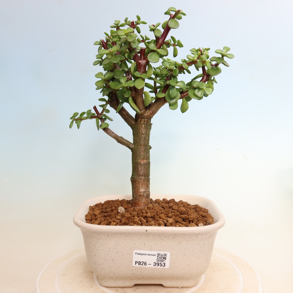 Bonsaï de chambre - Portulakaria Afra - Tlustice