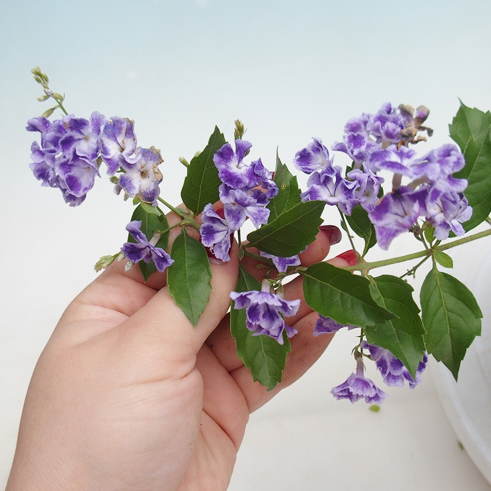 Bonsaï de chambre - Duranta repens -Duranta