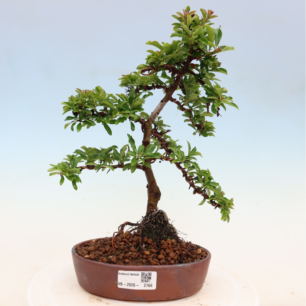 Bonsaï d'extérieur - Pyracantha teton - Pyracantha écarlate