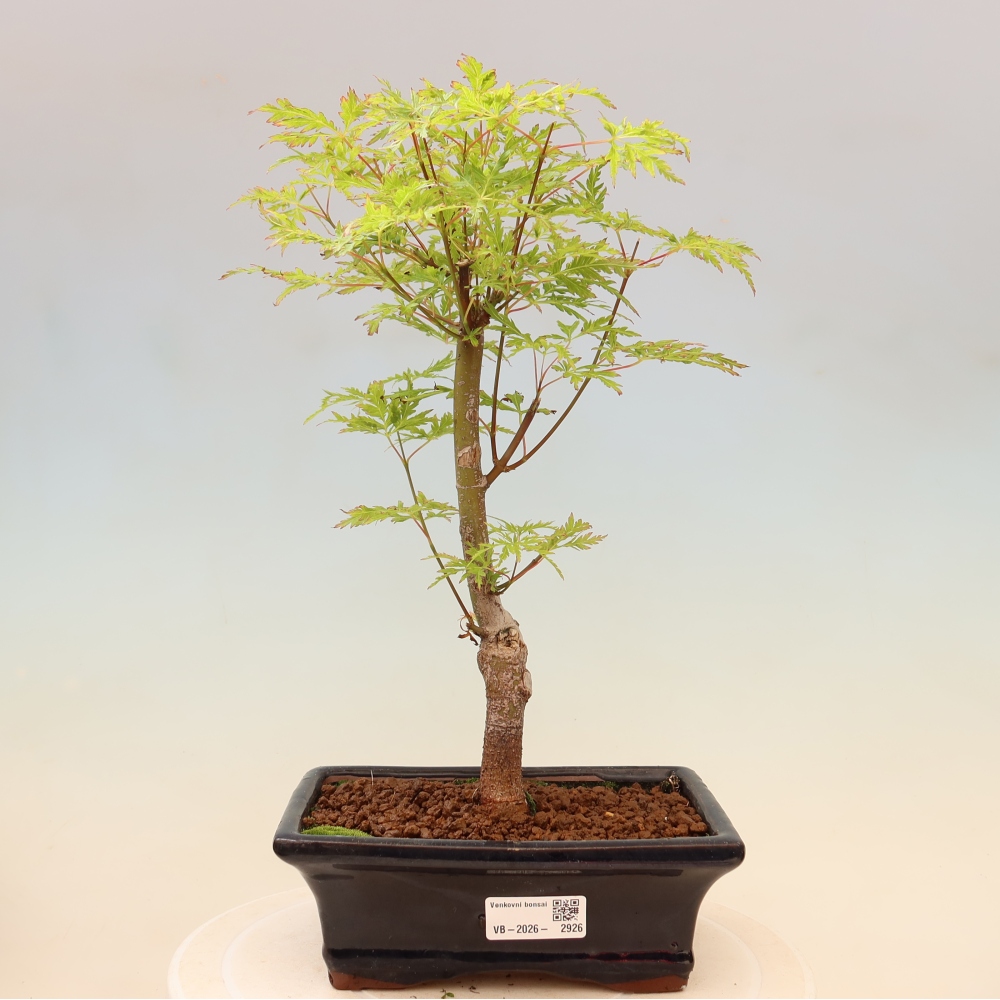 Bonsaï d'extérieur - Acer palmatum Dissectum