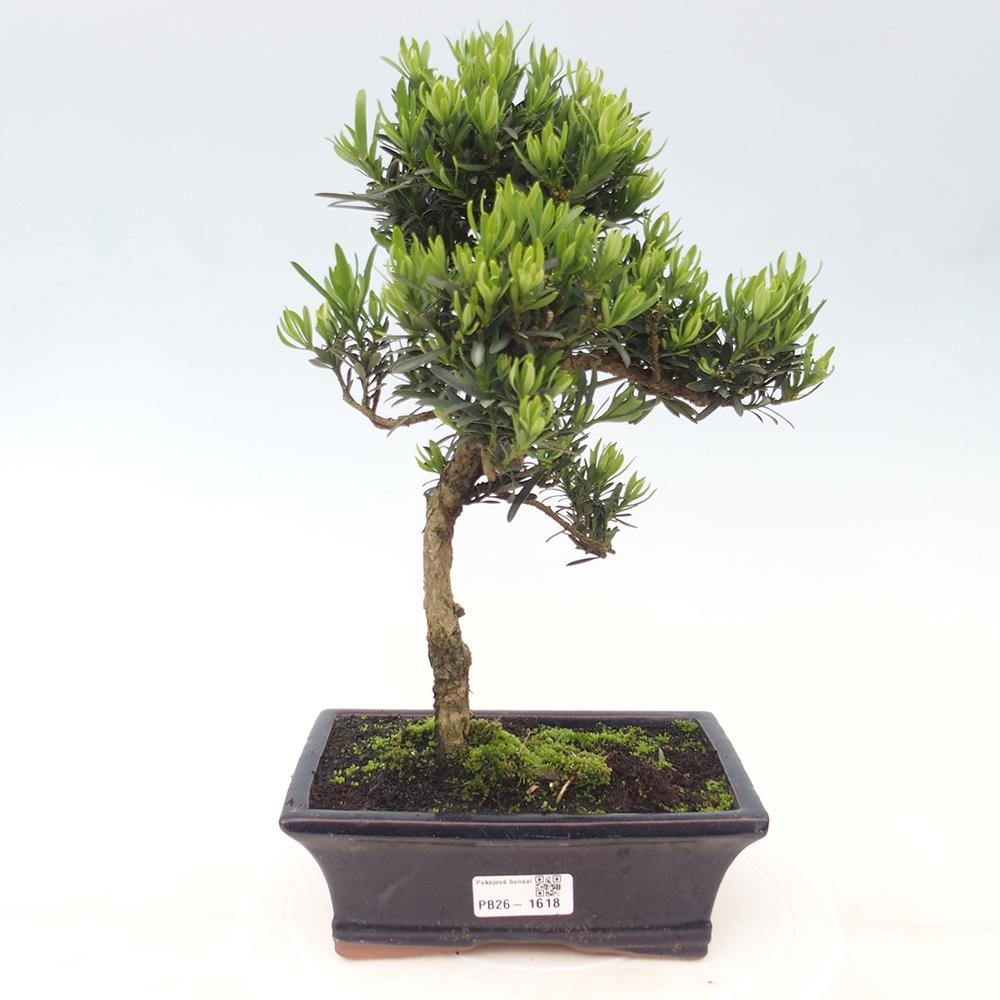 Salle bonsaï - Podocarpus - If en pierre