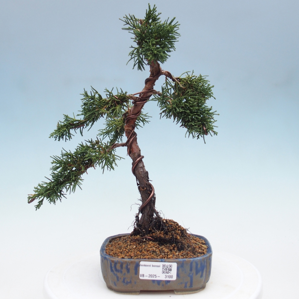 Bonsaï d'extérieur - Juniperus chinensis Kishu
