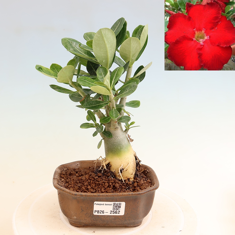 Bonsaï d'intérieur - Adenium obesum Red Star - Rose du désert