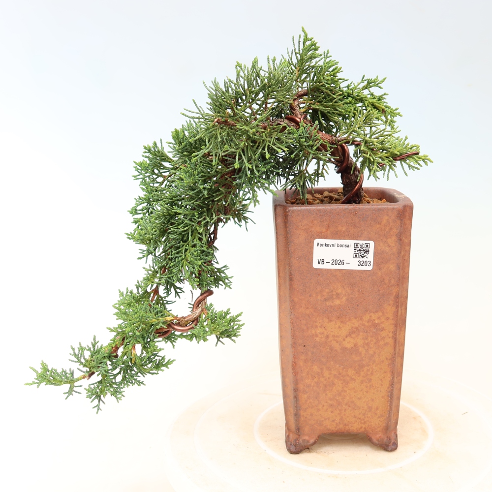 Bonsaï d'extérieur - Juniperus chinensis Kishu