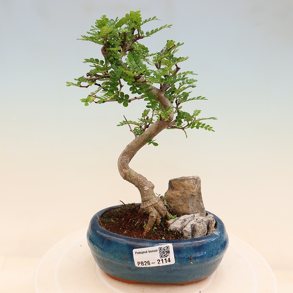 Salle bonsaï - Zantoxylum piperitum - arbre à poivre